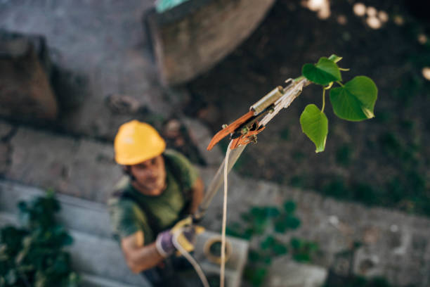 Best Fruit Tree Pruning  in Mayflower, AR