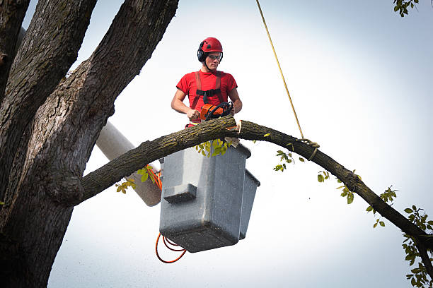 Best Stump Grinding and Removal  in Mayflower, AR